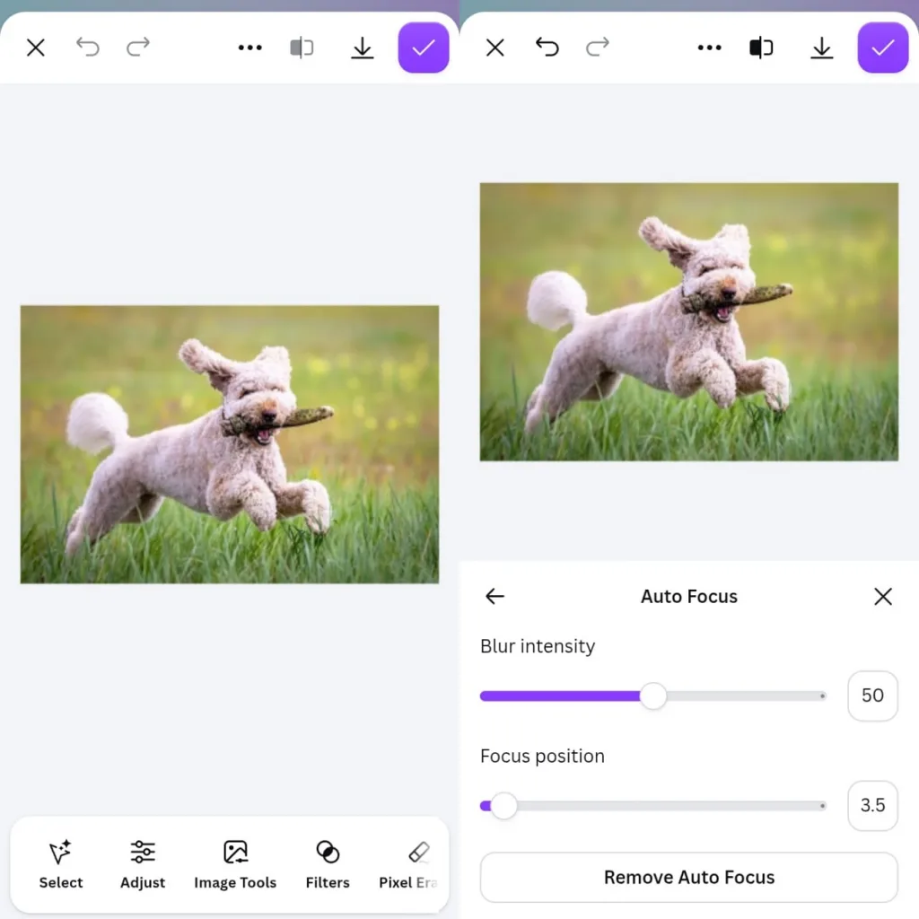 adjust background blur on dog photo